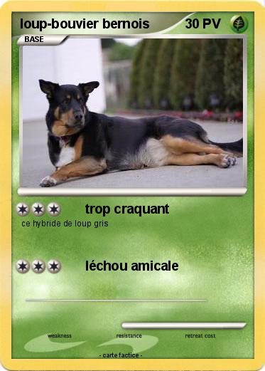 Pokemon loup-bouvier bernois