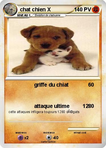 Pokemon chat chien X