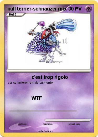 Pokemon bull terrier-schnauzer mix