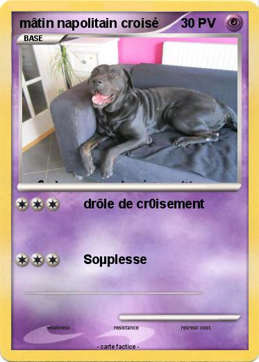 Pokemon mâtin napolitain croisé