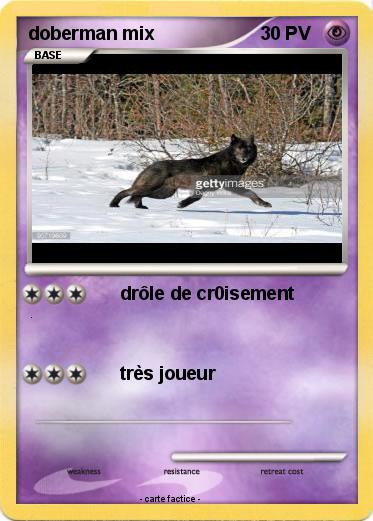 Pokemon doberman mix