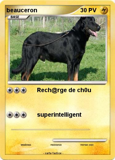 Pokemon beauceron
