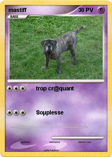 Pokemon mastiff