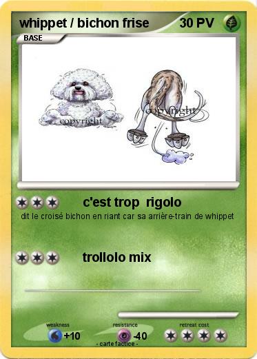 Pokemon whippet / bichon frise