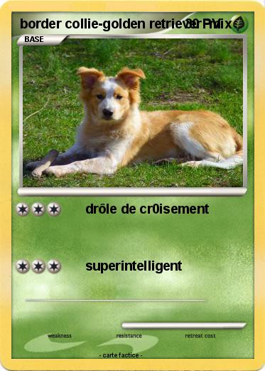 Pokemon border collie-golden retriever  mix