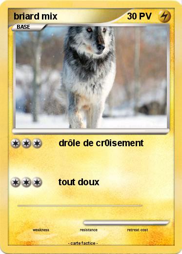 Pokemon briard mix