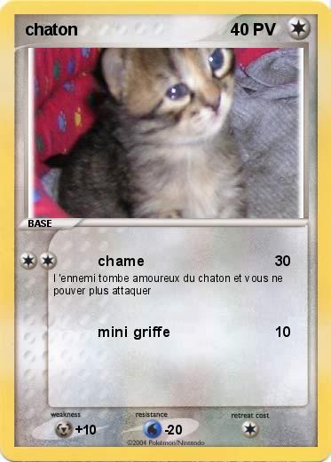 Pokemon chaton