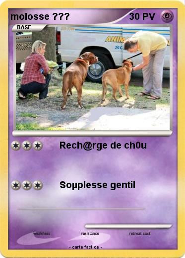 Pokemon molosse ???