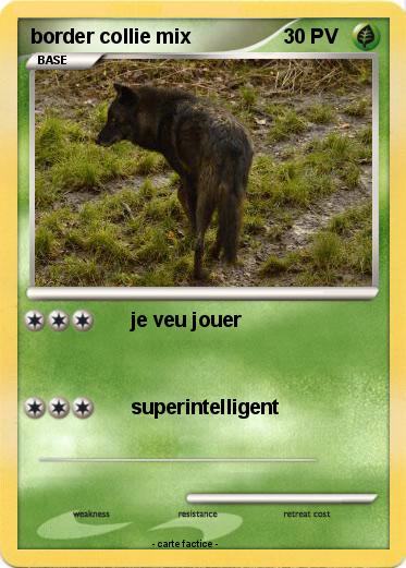 Pokemon border collie mix