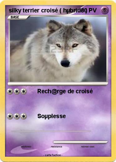 Pokemon silky terrier croisé ( hµbride )