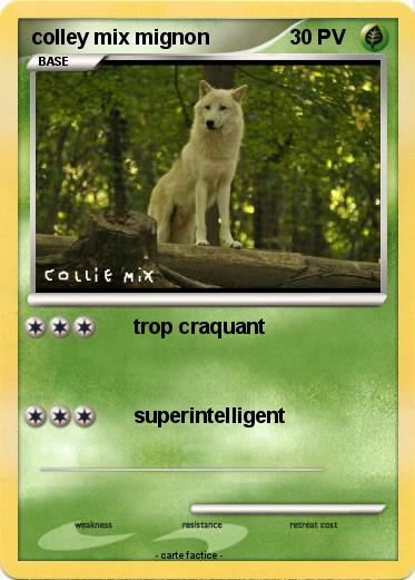 Pokemon colley mix mignon