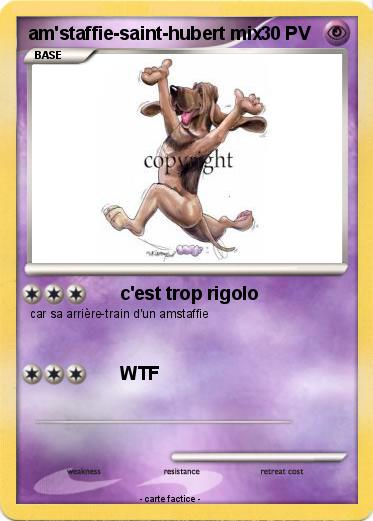 Pokemon am'staffie-saint-hubert mix