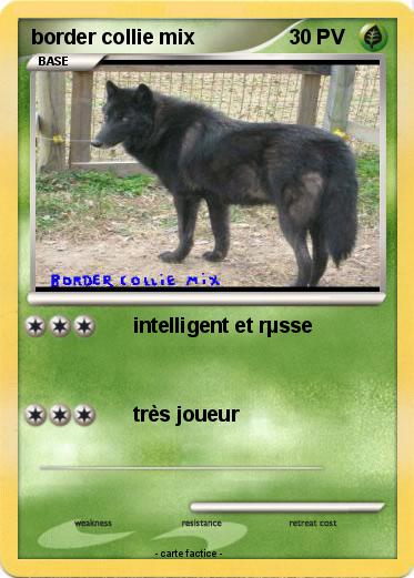 Pokemon border collie mix