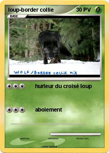 Pokemon loup-border collie