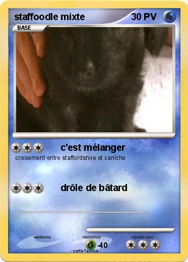 Pokemon staffoodle mixte