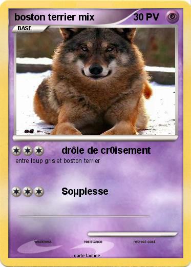 Pokemon boston terrier mix