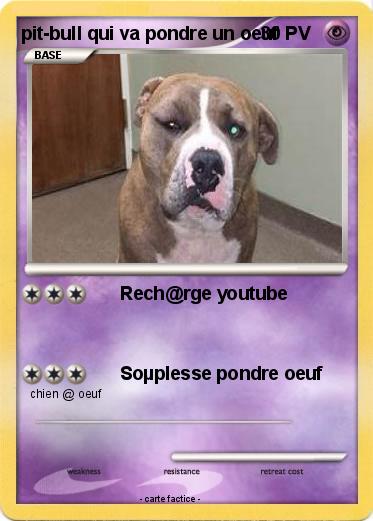 Pokemon pit-bull qui va pondre un oeuf