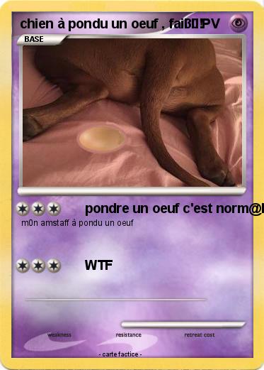 Pokemon chien à pondu un oeuf , fail !!!
