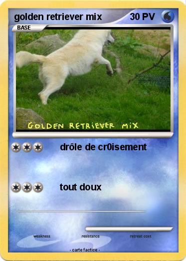 Pokemon golden retriever mix