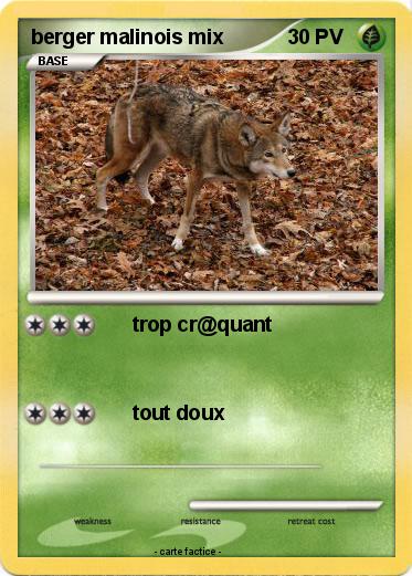 Pokemon berger malinois mix