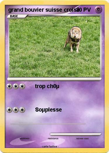 Pokemon grand bouvier suisse croisé