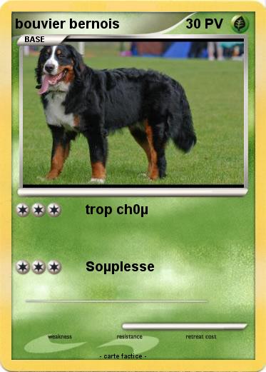 Pokemon bouvier bernois