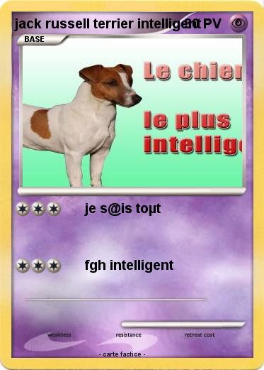 Pokemon jack russell terrier intelligent