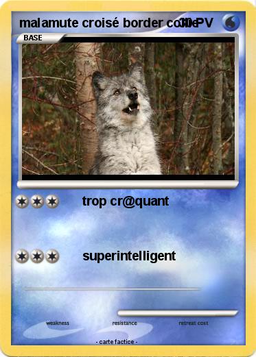 Pokemon malamute croisé border collie