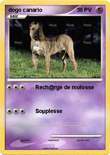 Pokemon dogo canario