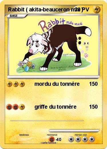 Pokemon Rabbit ( akita-beauceron mix )