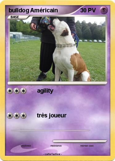 Pokemon bulldog Américain