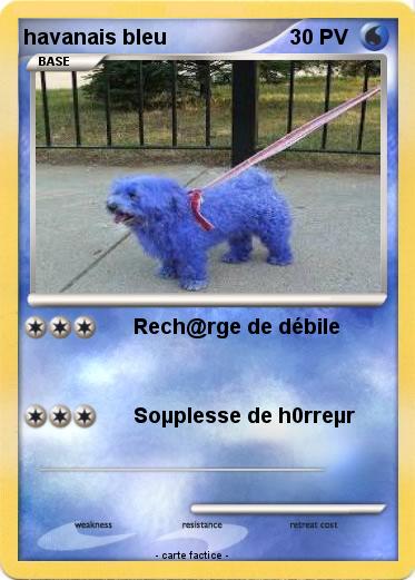 Pokemon havanais bleu