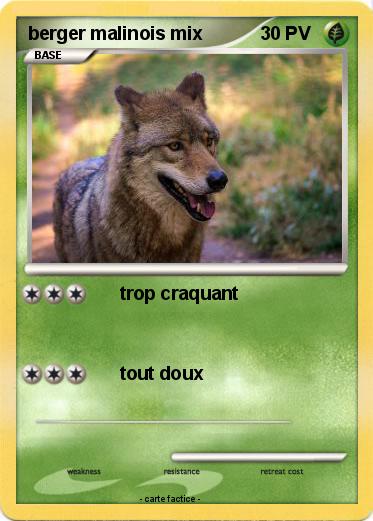 Pokemon berger malinois mix