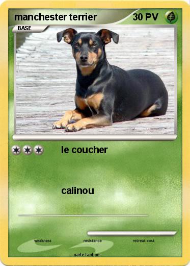 Pokemon manchester terrier
