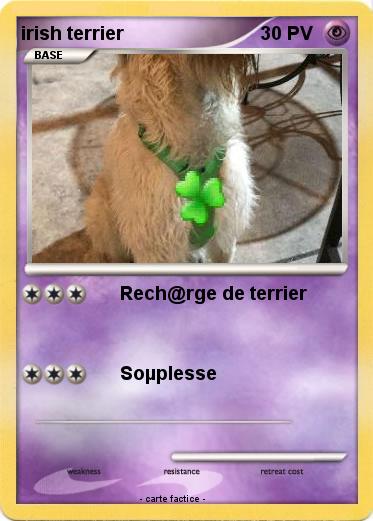 Pokemon irish terrier