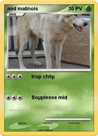 Pokemon mid malinois