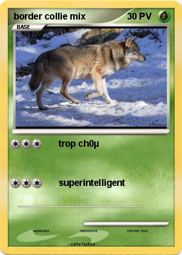 Pokemon border collie mix