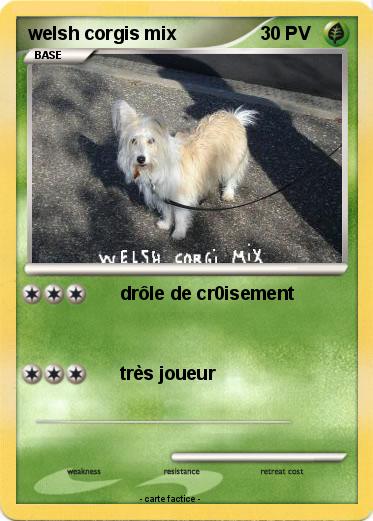 Pokemon welsh corgis mix