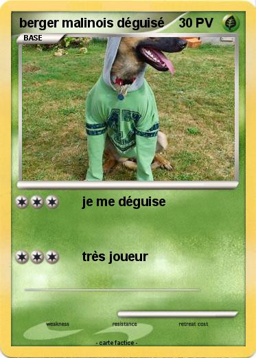 Pokemon berger malinois déguisé