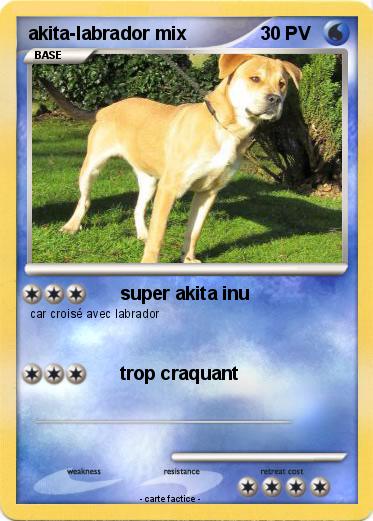 Pokemon akita-labrador mix