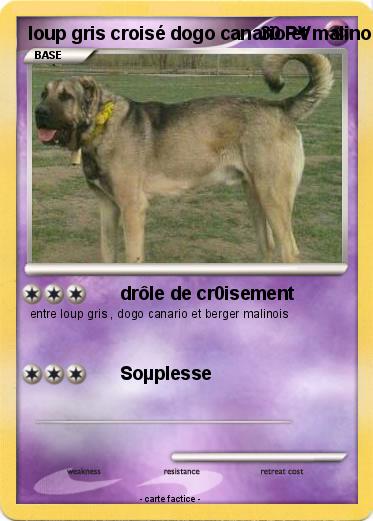 Pokemon loup gris croisé dogo canario et malinois