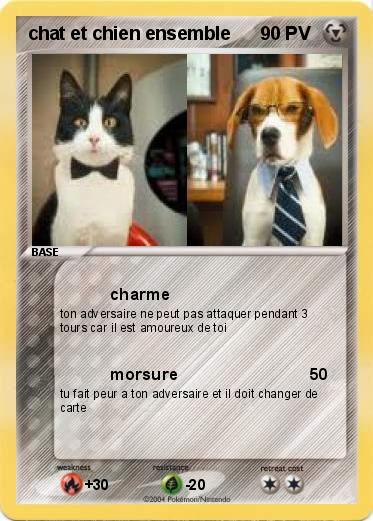 Pokemon chat et chien ensemble