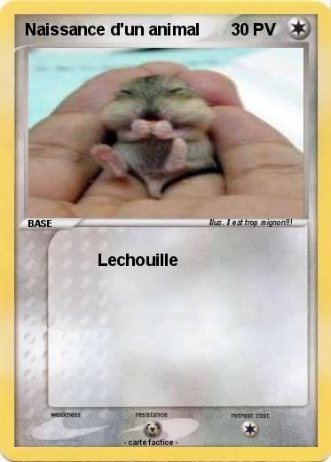 Pokemon Naissance d'un animal