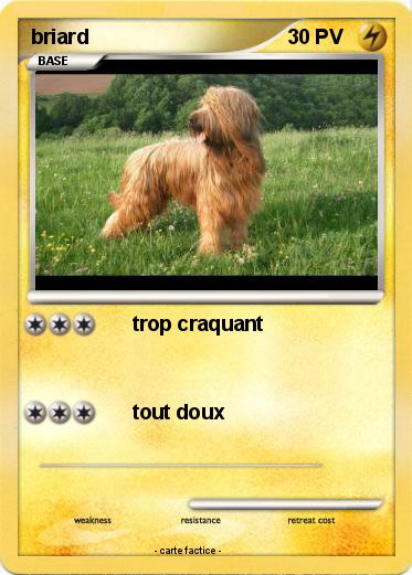 Pokemon briard