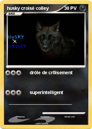 Pokemon husky croisé colley
