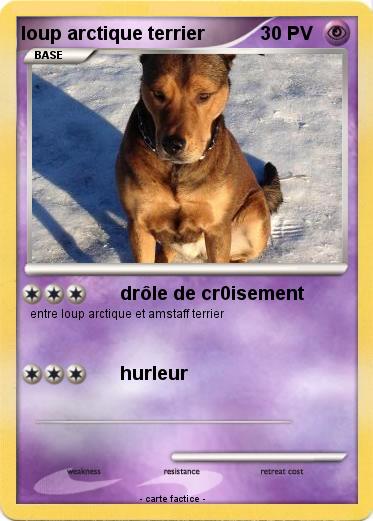 Pokemon loup arctique terrier