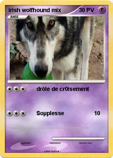 Pokemon irish wolfhound mix