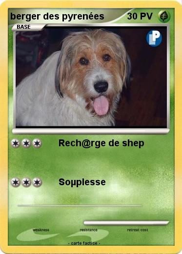 Pokemon berger des pyrenées
