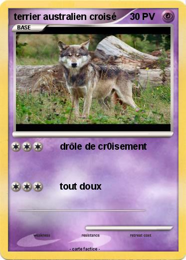 Pokemon terrier australien croisé