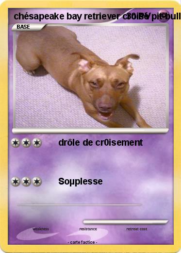 Pokemon chésapeake bay retriever croisé pit-bull